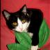 OSU Cat Fan